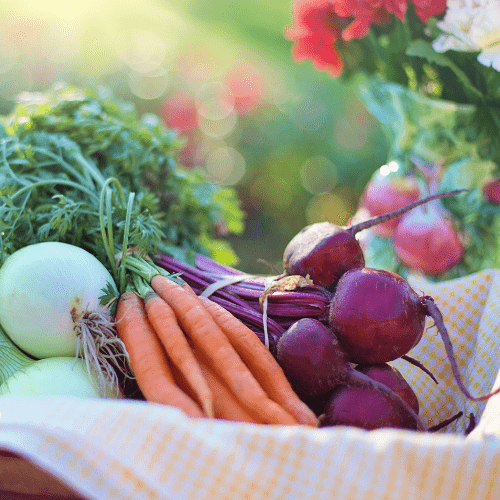 The Impact of Proper Nutrition on Elderly Health: Insights from Norfolk Meals on Wheels